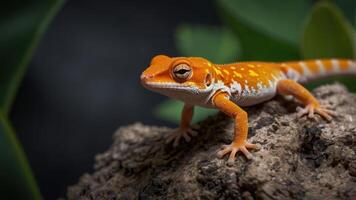 A close-up of an orange and white gecko on a textured surface with green foliage in the background. photo