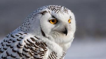 A close-up of a snowy owl with striking yellow eyes and intricate feather patterns. photo