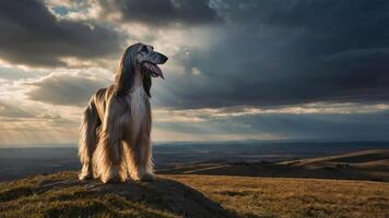 A majestic dog stands on a hilltop, basking in sunlight with a dramatic sky behind. photo