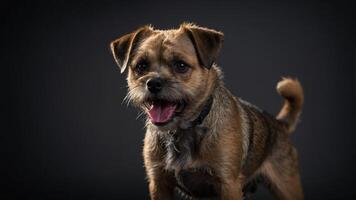 A close-up portrait of a happy dog with a playful expression against a dark background. photo