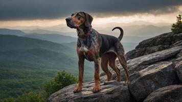 A dog stands proudly on a rocky outcrop, overlooking a misty mountain landscape at sunset. photo