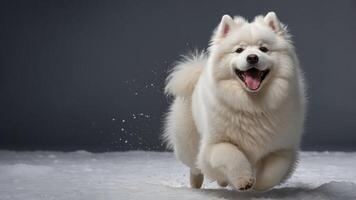 A playful white dog running joyfully in a snowy environment. photo
