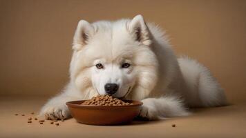A fluffy dog enjoying its meal from a bowl on a neutral background. photo