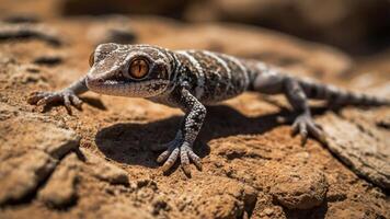 A close-up of a gecko on rocky terrain, showcasing its intricate patterns and colors. photo
