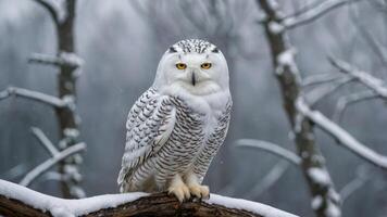 A snowy owl perched on a log in a winter landscape, surrounded by snow-covered trees. photo