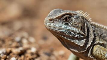 Close-up of a lizard showcasing its textured skin and intricate features. photo