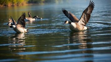 A serene scene of geese swimming in calm waters, capturing nature's beauty. photo