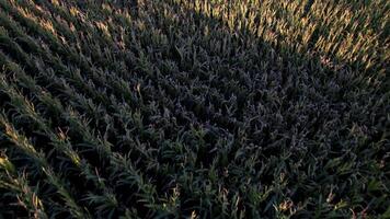 a field of ripe corn at sundown seen from a drone at low altitude. Agricultural concept background video