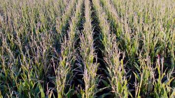 aerial view with a drone moving laterally over a field of ripe corn at sunset, agricultural works concept background video