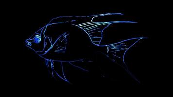 Neon frame effect, Angelfish angelfish with intricate patterns and a graceful pose on black background video