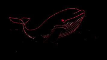 Neon frame effect, Whale gentle whale with a splash of water and a happy face on black background video