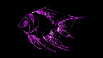Neon frame effect, Angelfish angelfish with intricate patterns and a graceful pose on black background video