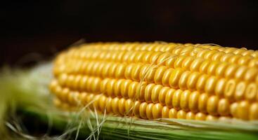 Corn on the cob with fresh yellow maize close-up showcasing ripe and juicy kernels photo