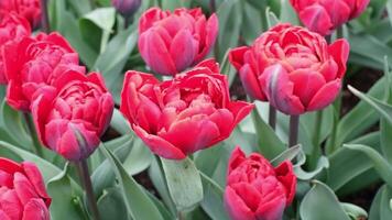 Close-up of a cluster of bright red tulips in full bloom video