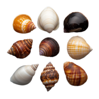Collection of assorted colorful seashells on transparent background png