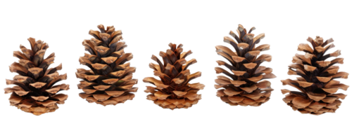 Five natural pine cones arranged in a row, isolated on a transparent background. Perfect for holiday decorations, autumn themes, or nature projects. png