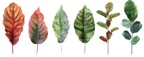 A vibrant collection of six colorful and detailed leaf illustrations showcasing different shapes and colors against a transparent background. png