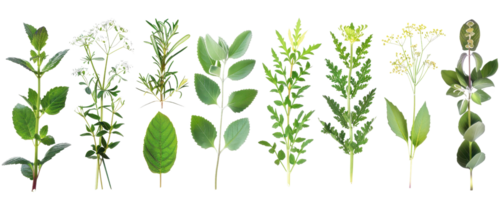 coleção do vários verde ervas e plantas, isolado em transparente fundo. perfeito para culinária, botânico, e bem estar projetos. png