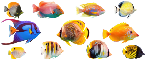 A vibrant collection of various tropical fish species, showcasing their beautiful colors and patterns against a transparent background. png