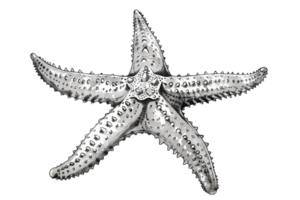 High-resolution image of a detailed silver starfish on a transparent background. perfect for marine or ocean-themed design projects. png