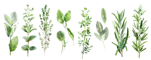 Collection of various fresh herbs including rosemary, thyme, sage, and oregano arranged in a row against a transparent background. png
