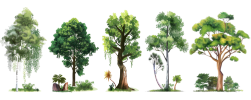 Illustration of various tree types in a row on a transparent background. Perfect for educational and environmental materials. png