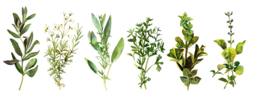 High-resolution image of various fresh herbs. Perfect for culinary, botanical, and natural remedy uses. png