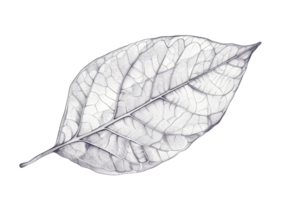 Detailed sketch of a single leaf with intricate vein patterns, showcasing nature's beauty and delicate design in black and white. png