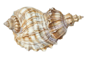 Detailed close-up image of a brown and white seashell with intricate patterns and textures, perfect for marine and coastal-themed designs. png