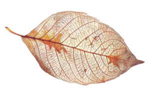 Detailed and transparent skeletal leaf structure, showcasing intricate natural patterns and delicate textures. Perfect for nature and botanical themes. png