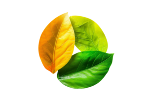 Three vibrant leaves in different colors arranged in a circular pattern representing nature, growth, and eco-friendly concepts. png