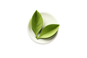 Close-up of two fresh green leaves on a transparent background. symbolizing nature, purity, and eco-friendly concepts. png