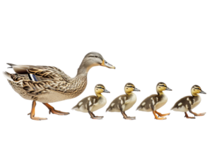 Mother duck leading five ducklings in a row, isolated on transparent background. depicting family and nature. png