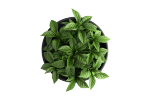 Top view of a lush green plant in a black pot isolated on a transparent background. showcasing detailed leaf patterns. png