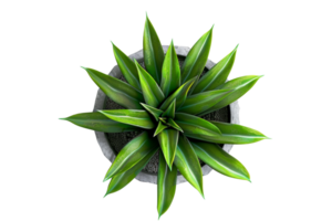 Top view of a vibrant green succulent plant in a round grey pot, isolated against a transparent background. png