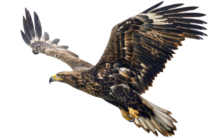 Stunning close-up of a majestic eagle in flight, showcasing its powerful wings and sharp talons against a clear sky png