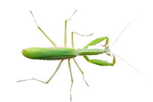 Close-up of a green praying mantis isolated on a transparent background. The insect displays detailed features and vibrant color. png
