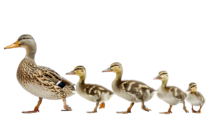 A mother duck leading her ducklings in a row, showcasing family and togetherness in nature. png