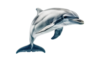 High-resolution image of a playful dolphin gracefully swimming underwater with a transparent background. showcasing its sleek, streamlined body. png