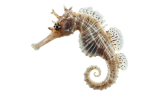 Close-up of a textured seahorse on a transparent background. showcasing its intricate details and unique shape. png