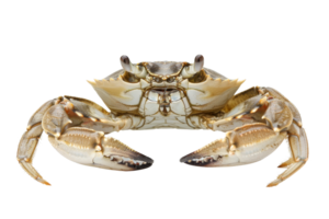 Close-up image of a crab with detailed claws and shell, isolated on a transparent background. ideal for culinary or marine life themes. png