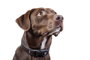 Close-up of a brown dog wearing a collar, looking attentively upwards against a transparent background. png