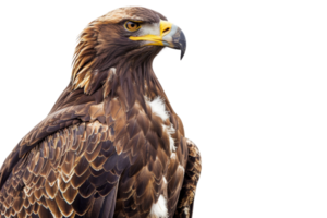 Close-up of a majestic eagle against a transparent background. showcasing its detailed feathers and sharp beak in high resolution. png