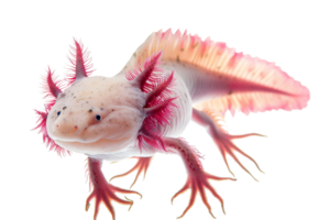 Close-up of a pink axolotl with vibrant gills, showcasing its unique features and vivid colors on a transparent background. png