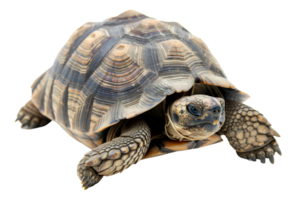 Close-up of a tortoise with a patterned shell isolated on a transparent background. Perfect for wildlife and nature-themed stock photography. png