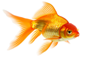 Close-up of a vibrant goldfish with flowing fins, swimming gracefully against a transparent background. Perfect for aquatic, pet, and nature themes. png