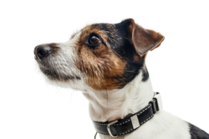 Close-up of an alert Jack Russell Terrier dog looking to the side with a black collar. Isolated on transparent background. png