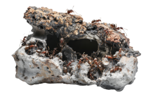 Close-up of ants creating a complex network of tunnels in a mound, showcasing intricate ant activities and natural behavior. png