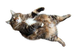 Cute fluffy cat lying on back with paws up, isolated on transparent background. Relaxed feline showing belly and looking curious. png