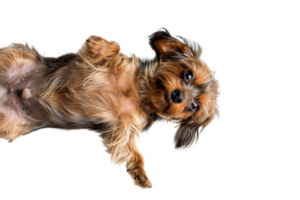 Cute small dog lying on its back, looking playful and adorable. Perfect for pet-themed designs and projects. png